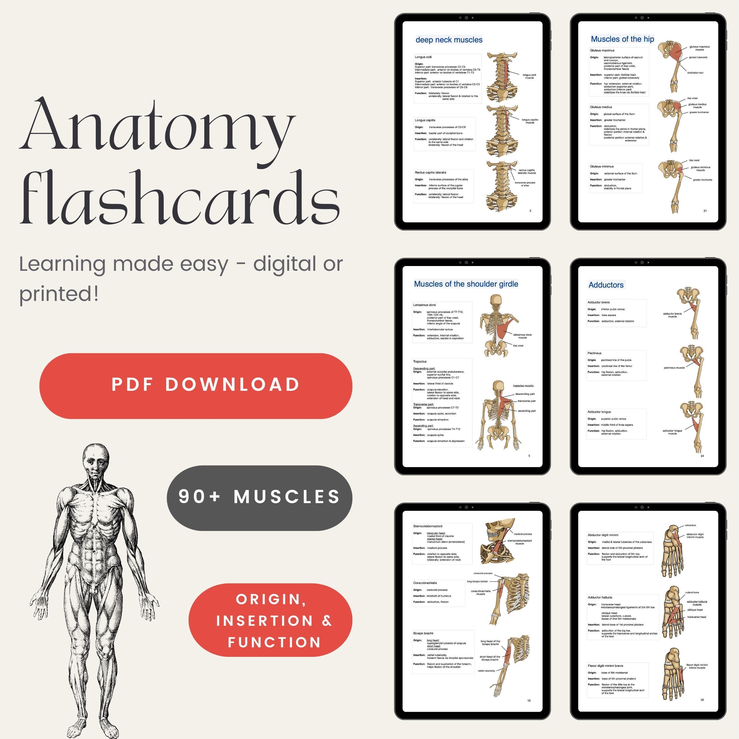 Human Anatomy And Physiology 10th Edition Printable Flash Cards